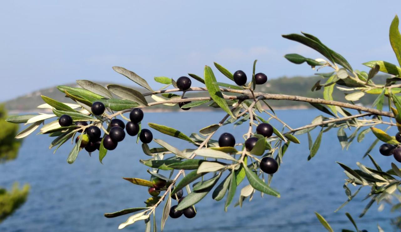 Pansion Alen - Dugi Otok Acomodação com café da manhã Luka  Exterior foto